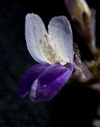 Collinsia rattanii- Rattan's Blue-eyed Mary